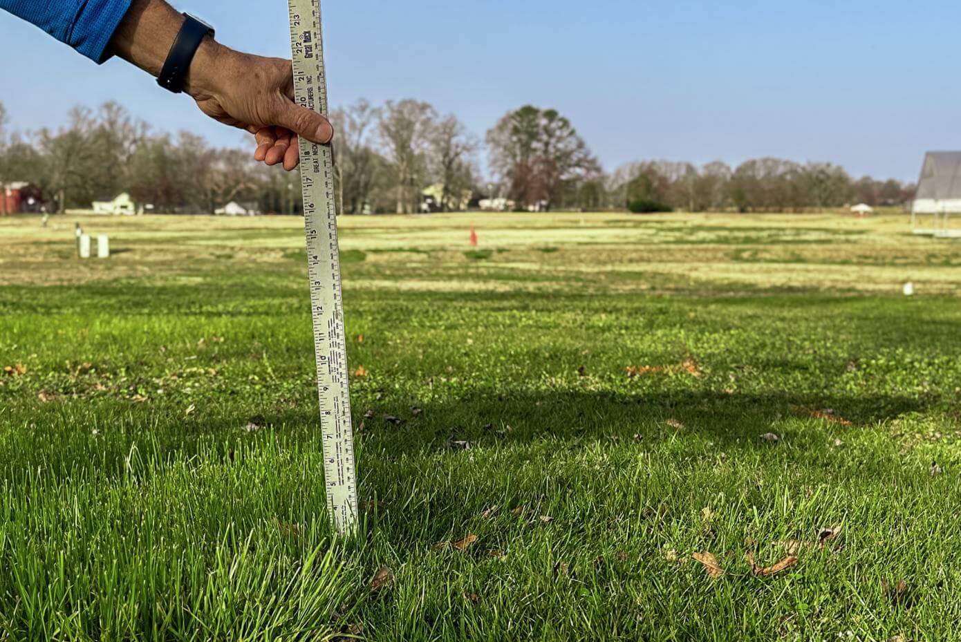 A patch of mowed grass.
