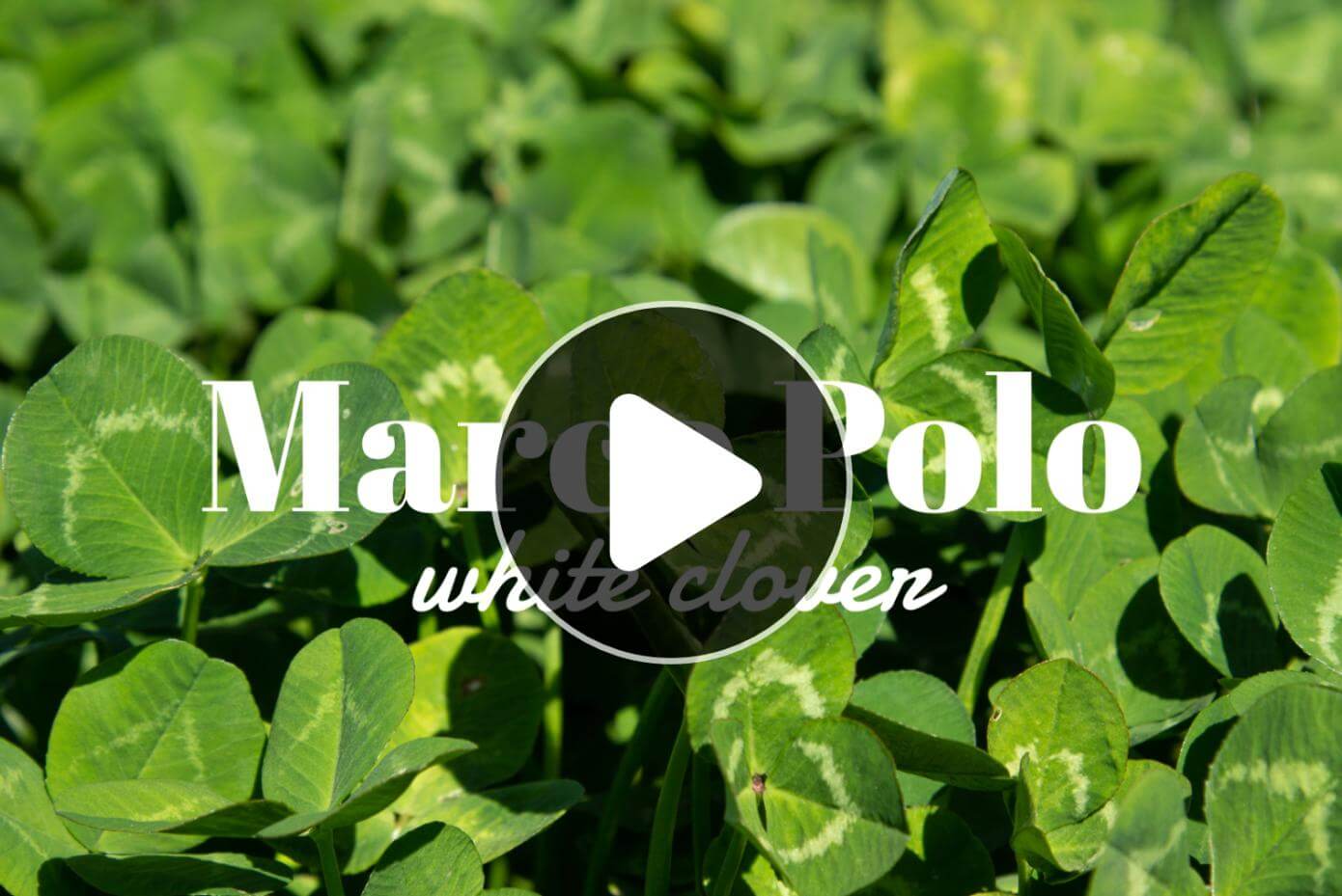 A background picture of Marco Polo white clover, with the Marco Polo white clover over it and an icon representing the play button for a video.