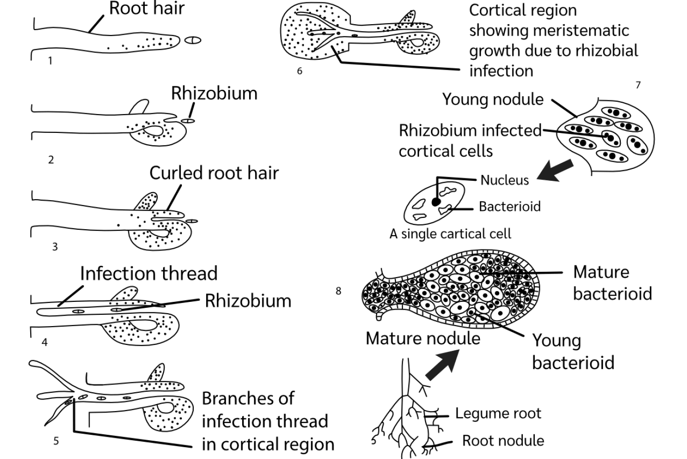 Illustration showing the process of rhizobial infection, nodulation and nitrogen fixation.