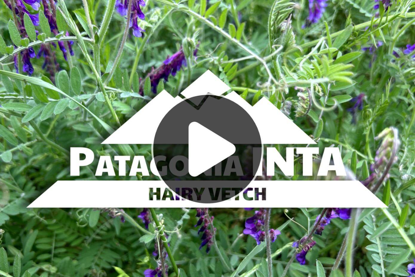 A background picture of Patagonia Inta hairy vetch, overlayed by an icon representing the play button for a video.
