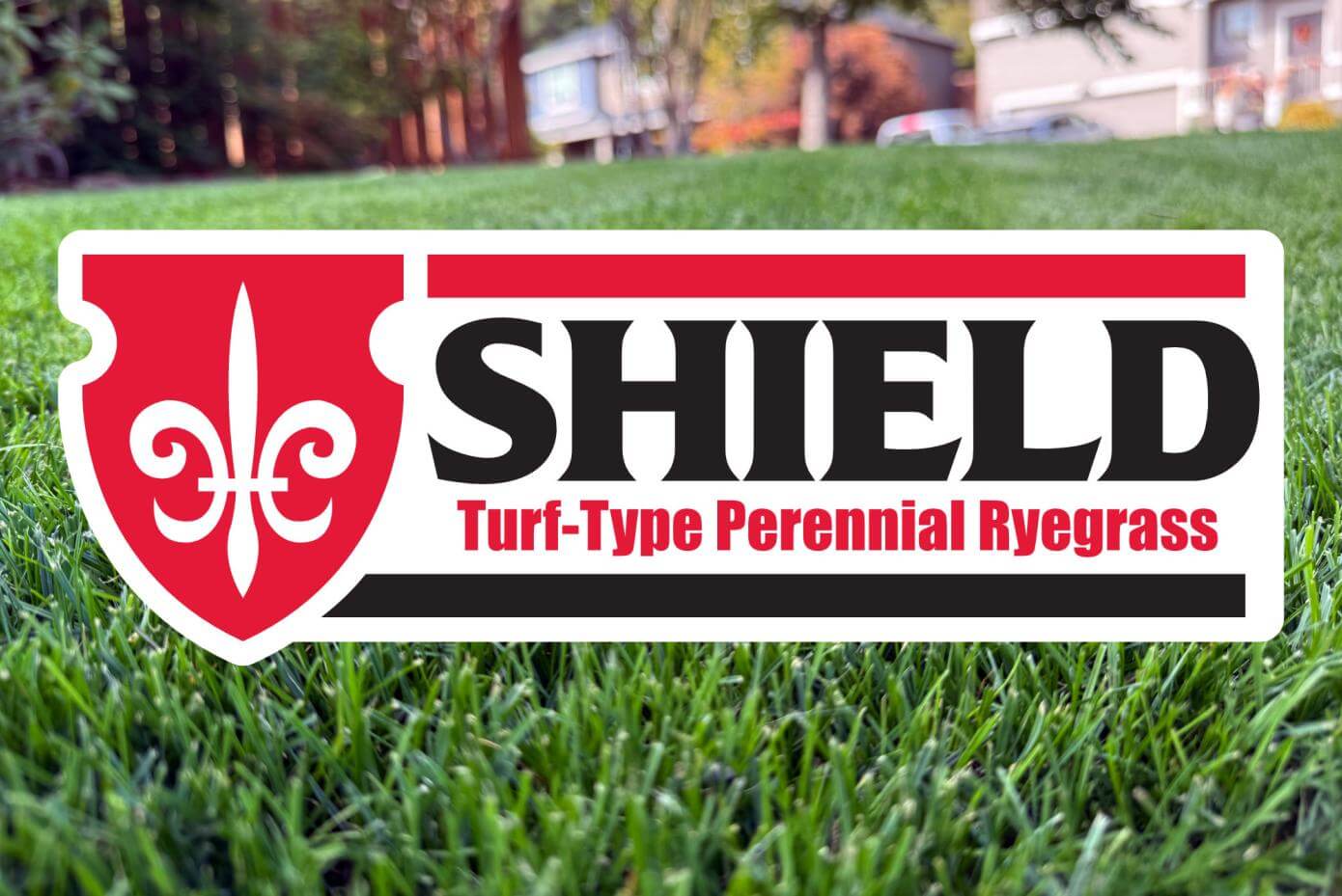 A patch of mowed grass overlaid with the words "Shield Turf-Type Perennial Ryegrass"