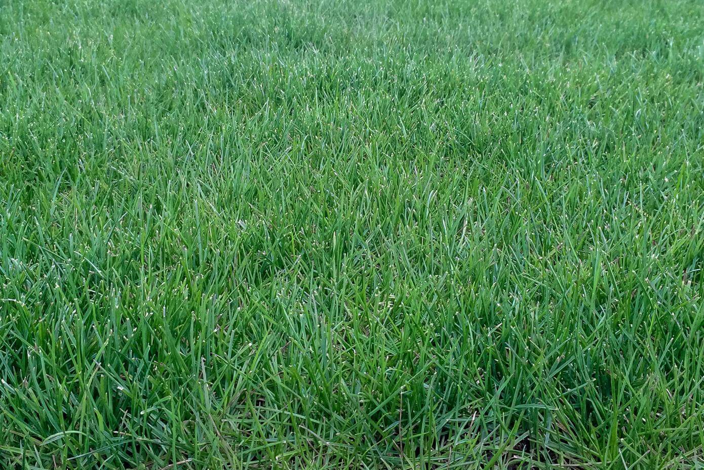 Signet perennial ryegrass close-up