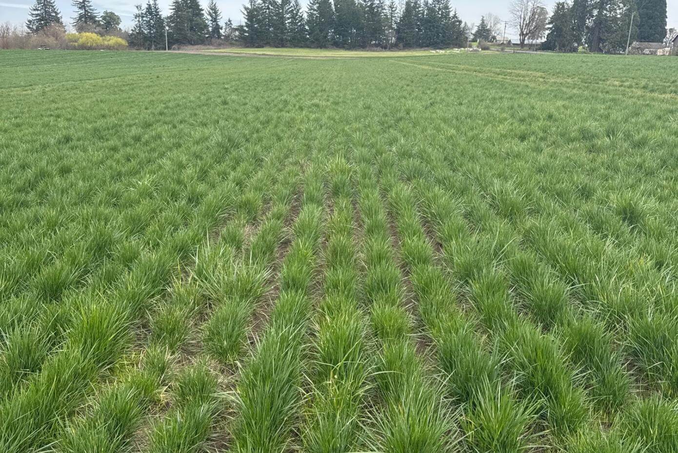 A field of tall, dense, green grass plants
