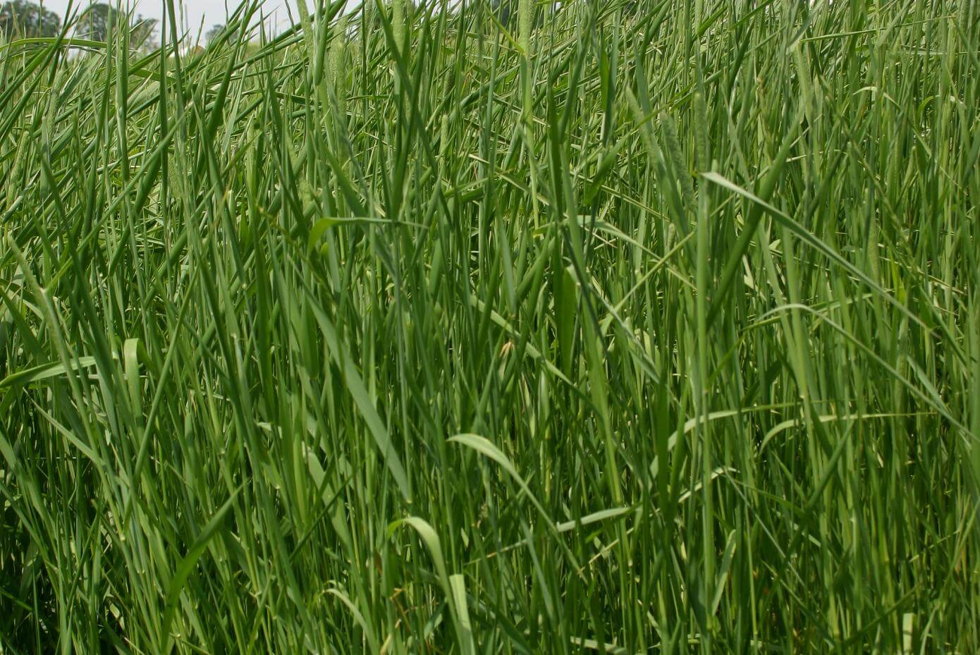 KY-Early timothy in a field