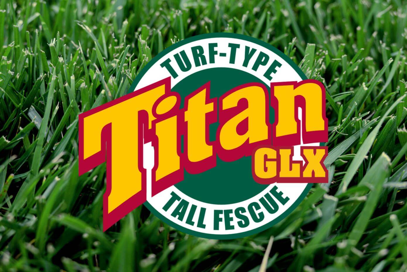 A patch of mowed grass.