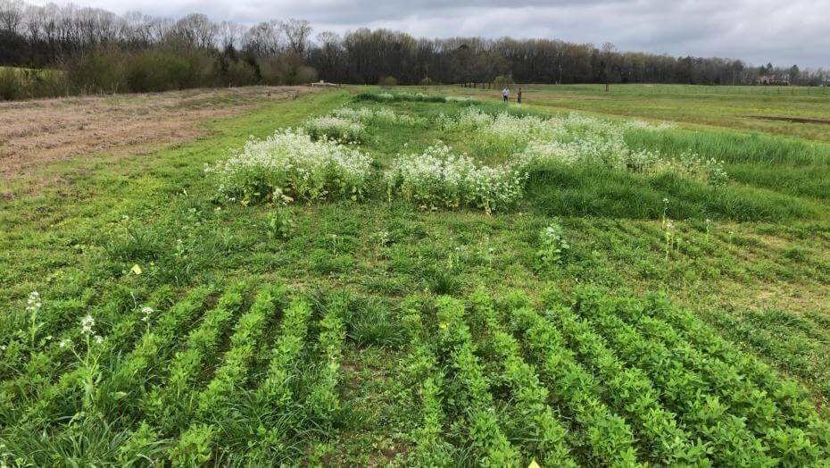 Cover crop trial plots