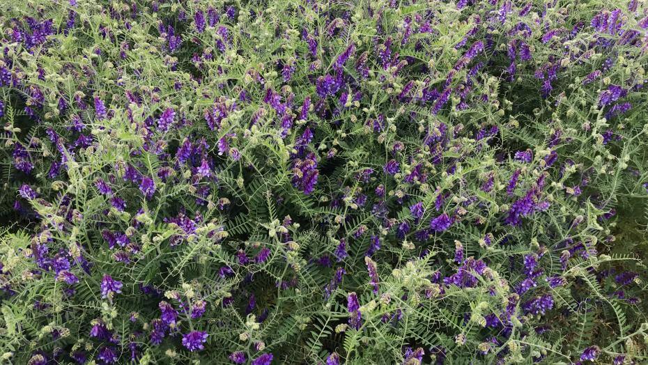 Hairy vetch