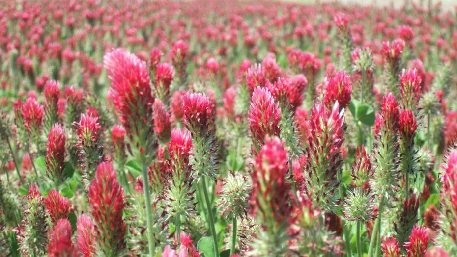 crimson clover