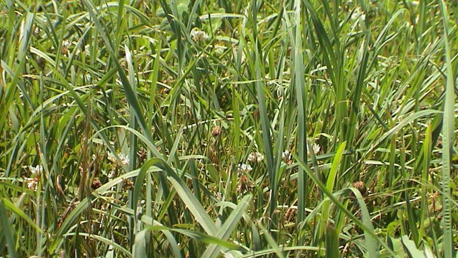 A closeup of tall green grass blades
