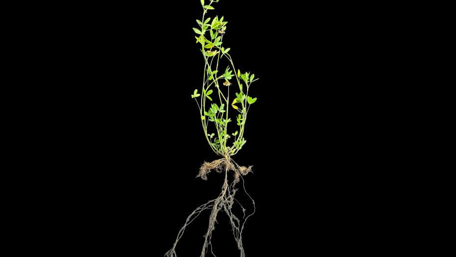 Balady 1 berssem clover plant on a black background, showing top growth and root structure. This plant is shown 130 days after planting. Its top growth is 24" and root growth is 18".