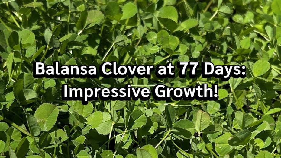 Clover in the background overlayed with text: Balansa Clover at 77 Days: Impressive Growth!