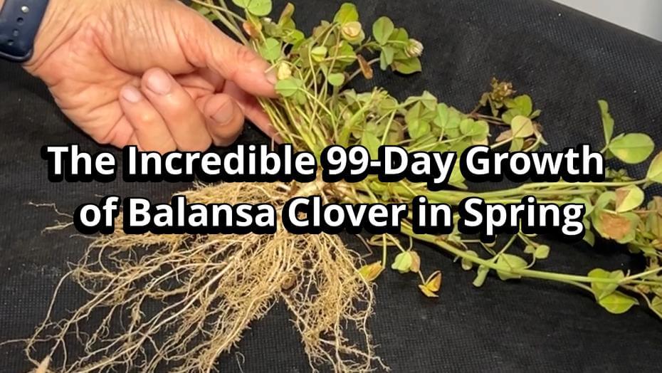 A hand holding a Balansa clover plant with extensive root growth, with text highlighting its 99-day spring growth.