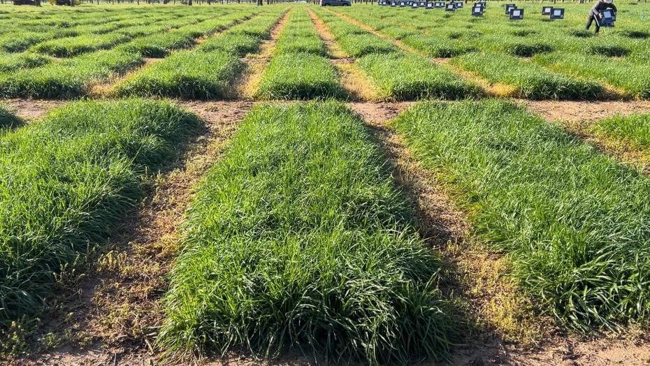 A field with various patches of vegetation.