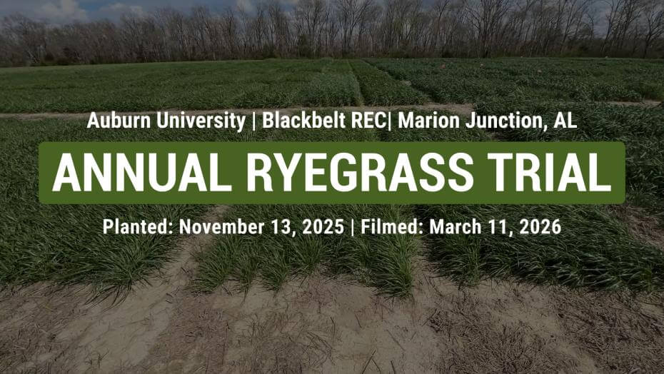 Annual ryegrass test plot at Auburn University’s Blackbelt Research and Extension Center in Marion Junction, Alabama, showing uniform green rows under a cloudy sky with leafless trees in the background; overlaid text notes planting on November 13, 2023 and filming on March 11, 2024