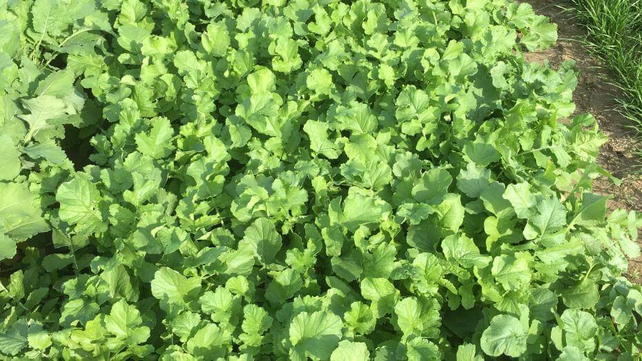CCS 779 Cover Crop Radish in a trial plot