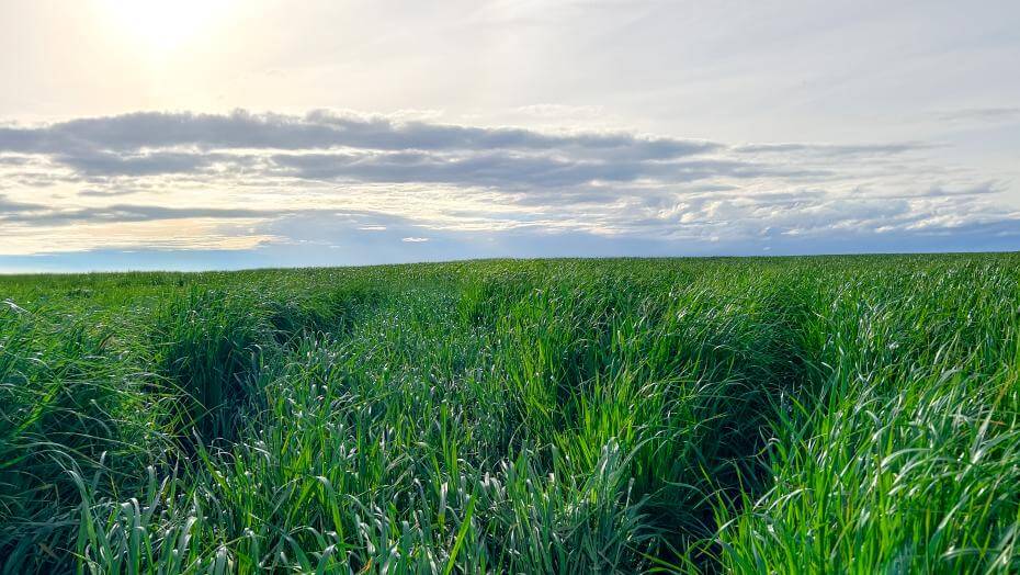 A field with various patches of vegetation.