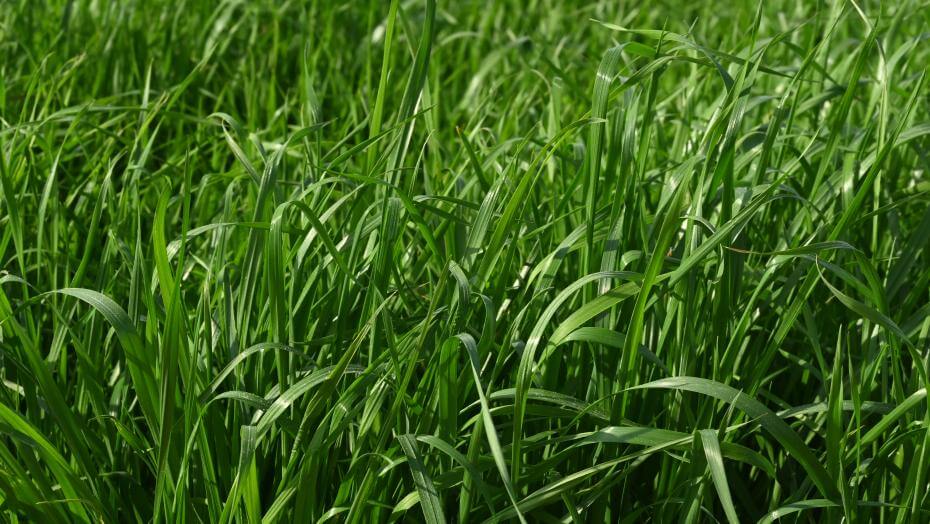 FrostProof Diploid Annual Ryegrass