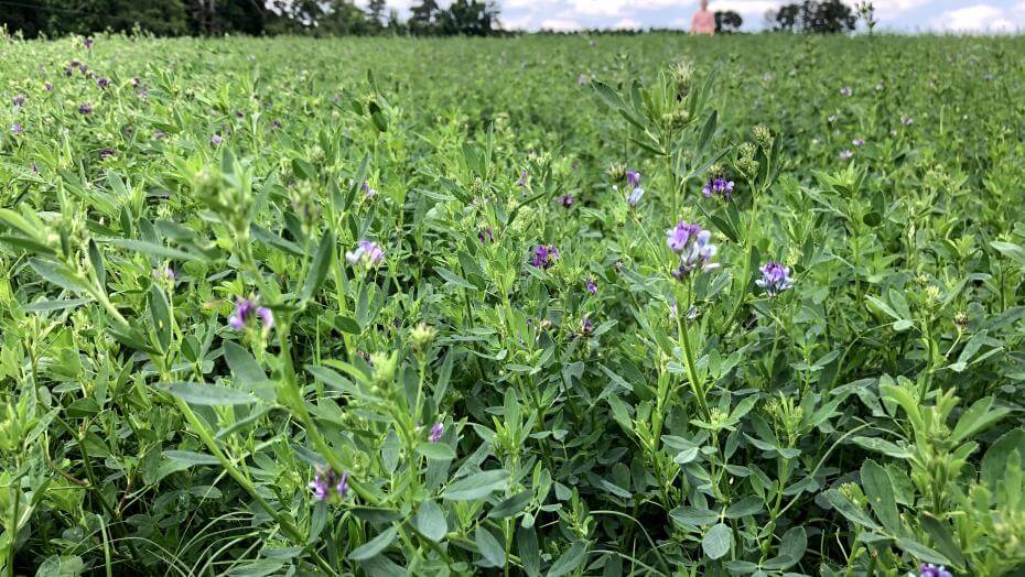 A field of green plants with purple flowers