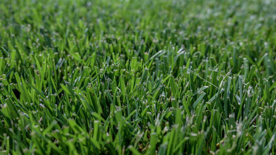 Galactic turf-type tall fescue in NTEP trial at NC State in Raleigh, NC