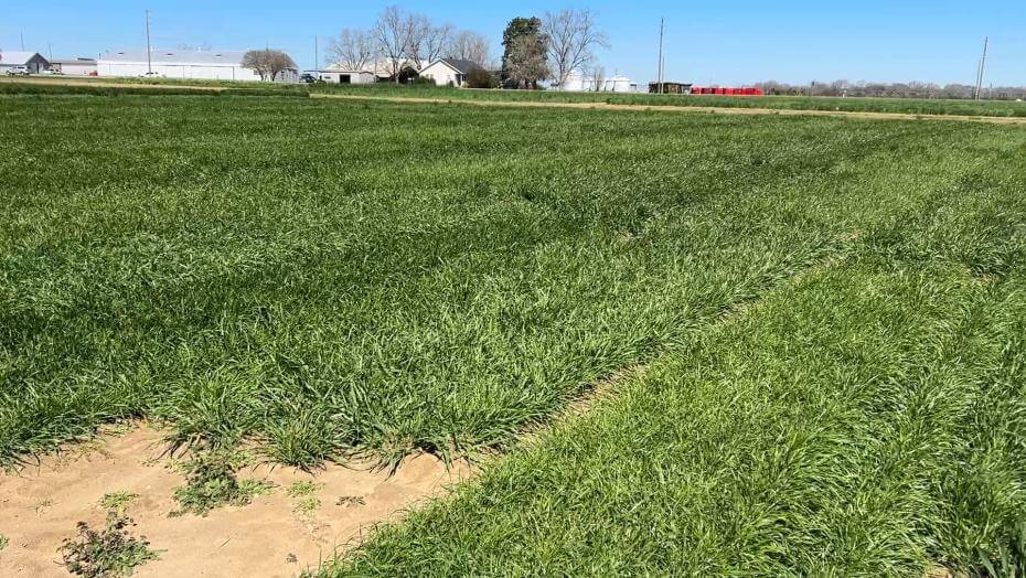 A field with various patches of vegetation.