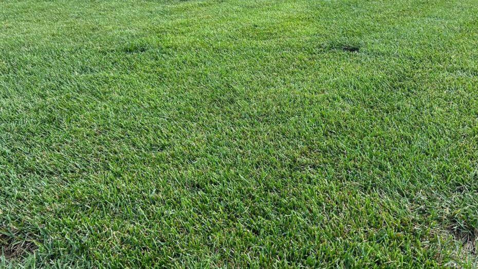 Isabel Kentucky Bluegrass in New Jersey