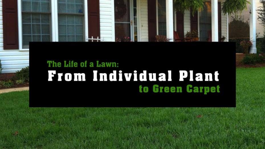 A green lawn in the background overlayed with text: The Life of a Lawn: From Individual Plant to Green Carpet