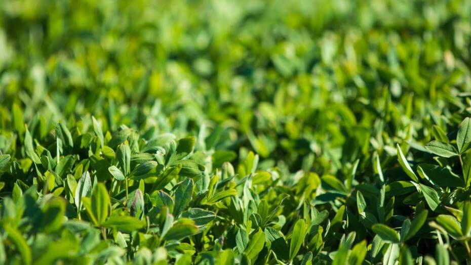 Lightning berseem clover