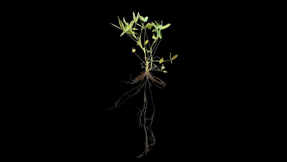 Lightning Berseem Clover plant 130 days after planting. It shows top growth of 12" and root growth of 16".