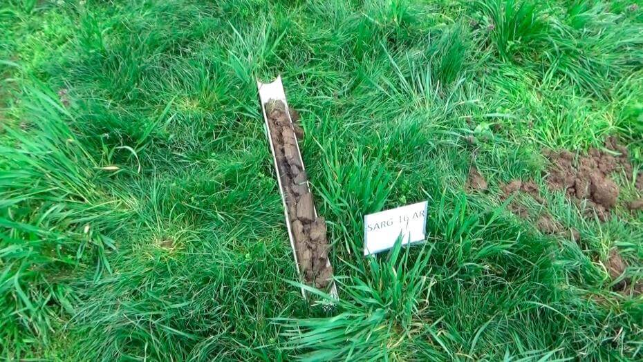 Root probe showing how long LowBoy's roots grow.