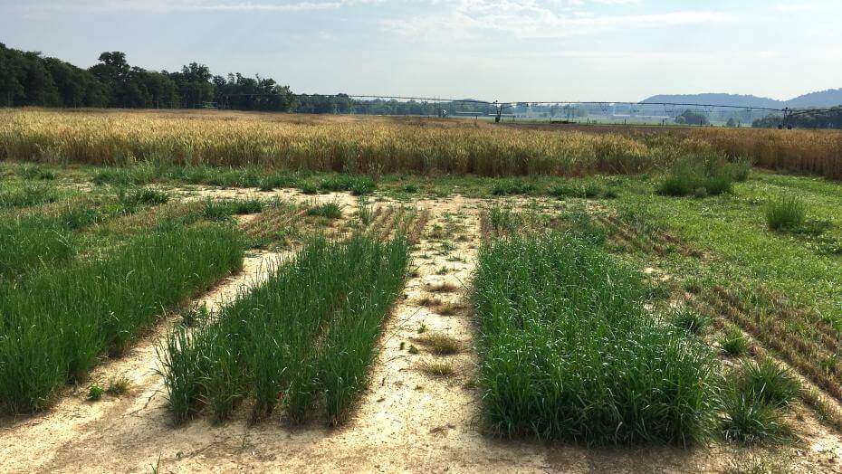 A field with various patches of vegetation.