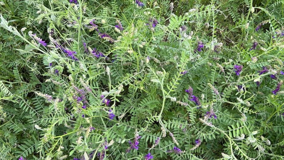 Patagonia Inta hairy vetch plants and flowers in a field
