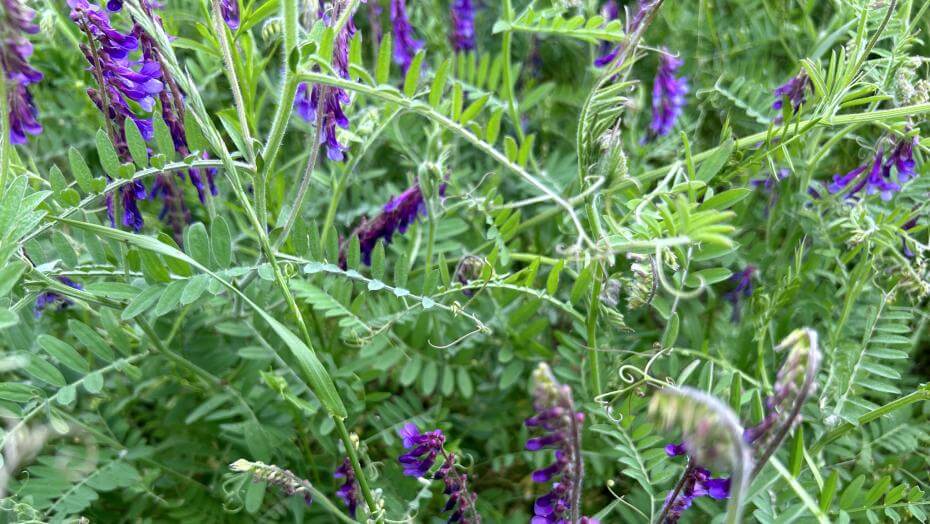 Patagonia Inta hairy vetch plants and flowers in a field
