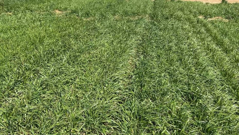 A field with various patches of vegetation.