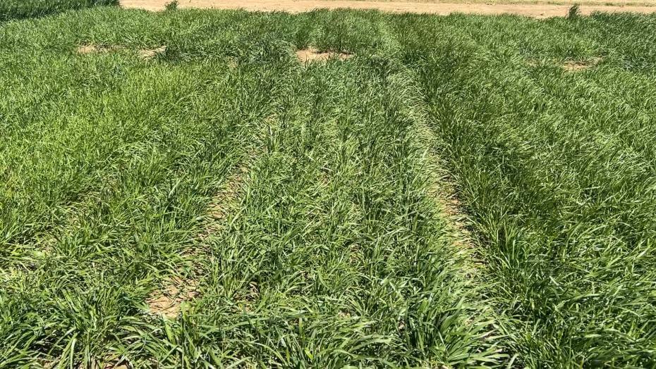 A field with various patches of vegetation.