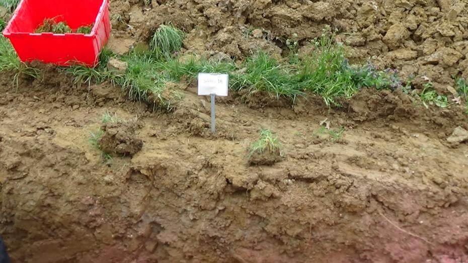 A dirt wall next to a patch of grass