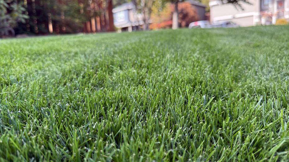 A patch of mowed grass.