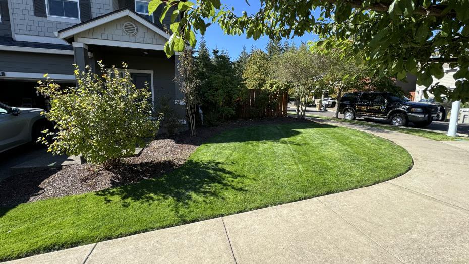 Sunny suburban front yard with a freshly mowed green lawn bordered by a curved sidewalk, featuring a small tree and bush in a mulched bed near a gray house with white trim and a gabled roof; a car is parked in the driveway and neighboring homes line the street.