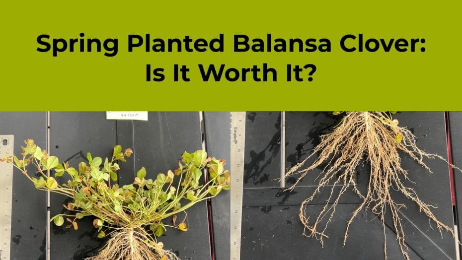 Hand holding Balansa Clover plant with extensive root system, showcasing its impressive 99-day growth in spring.