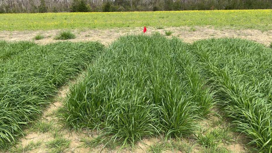 Annual ryegrass in trial plots at Blackbelt Research Center in Marion Junction, AL.