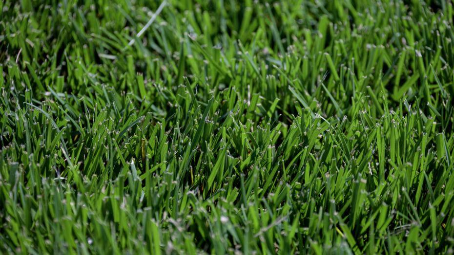Titan GLX turf-type tall fescue