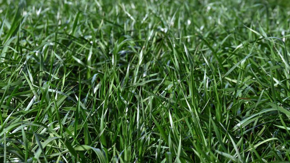 Verdure Tetraploid Annual Ryegrass at Headland, AL