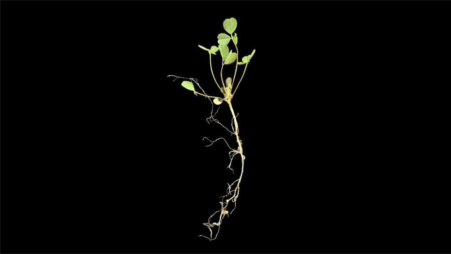 Vernal Alfalfa 56 days after planting | Top Growth: 2", Root Growth: 2.5"