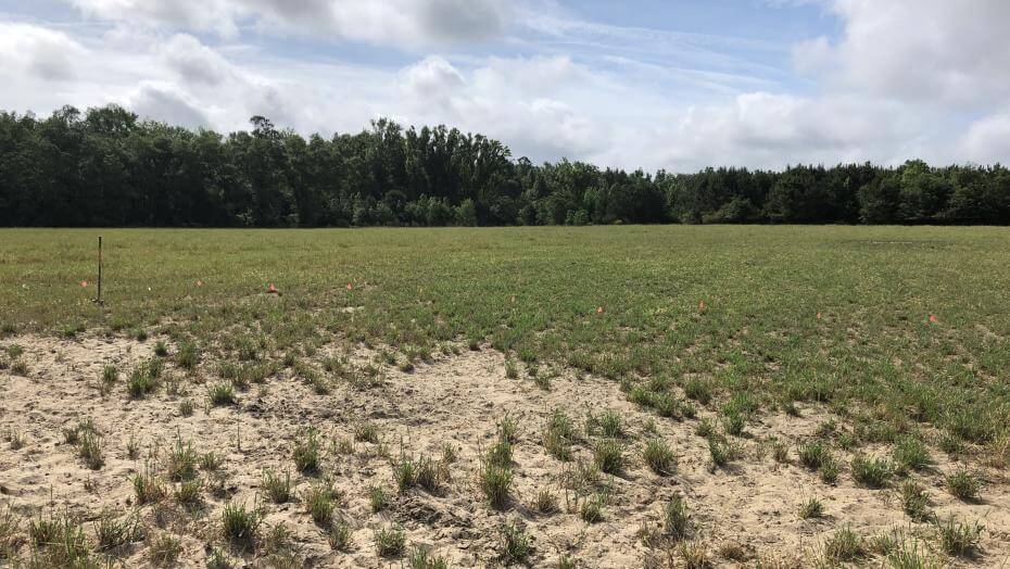 Vetch and Winter Pea trials in Edisto, SC