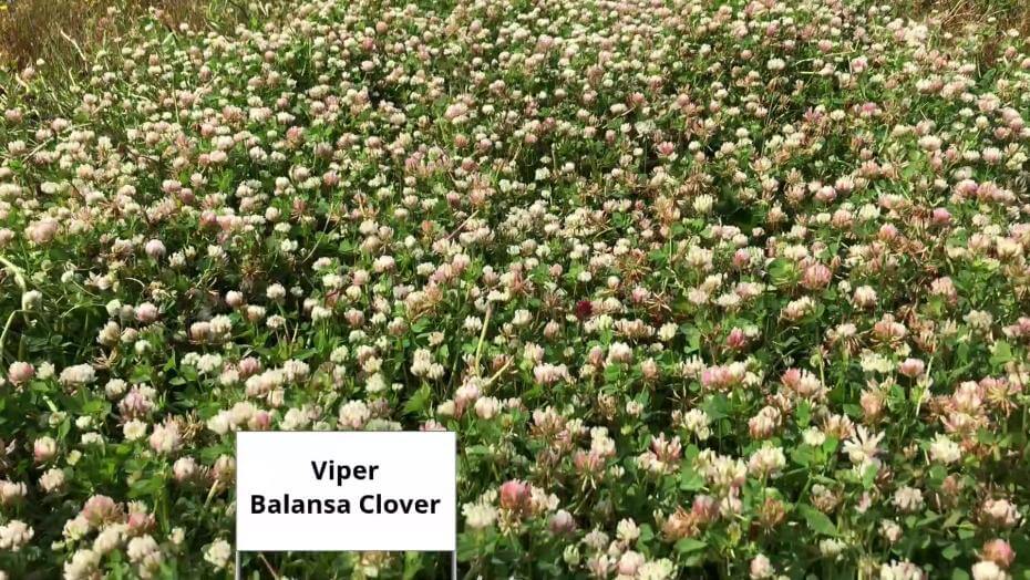 Viper Balansa clover in a research trial in Louisiana