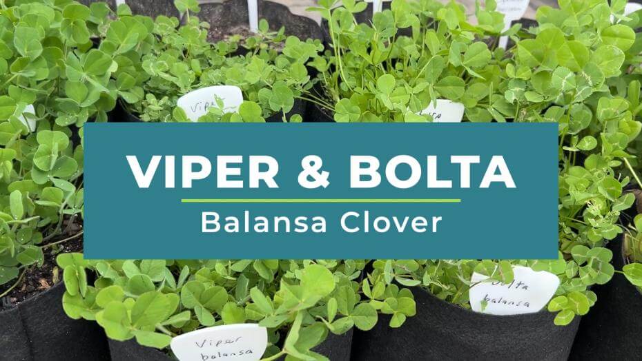 Balansa clovers growing in pots overlayed with the text "Viper & Bolta Balansa Clover"