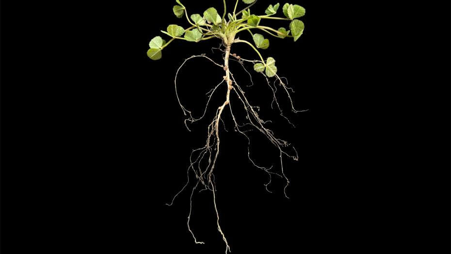 Viper Balansa Clover 56 days after planting | Top Growth: 1", Root Growth: 3.5"