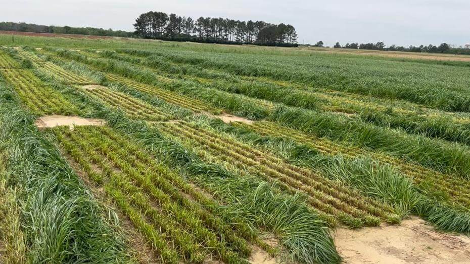 Annual ryegrass in trial plots at Wiregrass Research Center in Headland, AL.