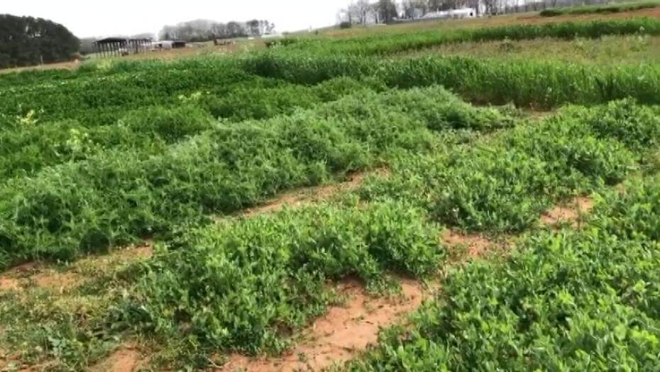 A field with various patches of vegetation.