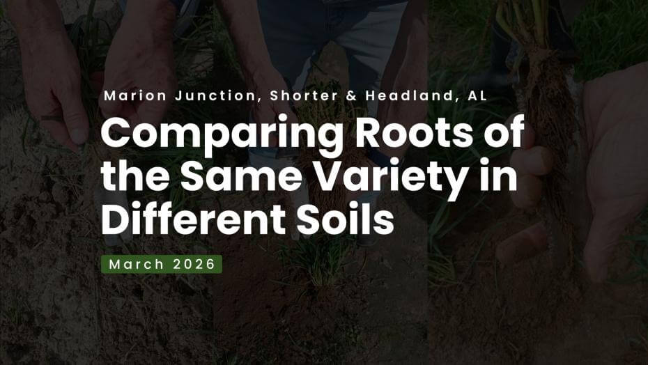 Text "Comparing Roots of the Same Variety in Different Soils" overlaying an image. Additional text "March 2026" and "Marion Junction, Shorter & Headland, AL"