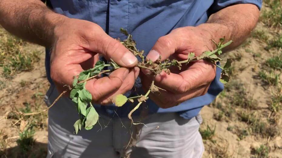 A man holding a plant in his hands